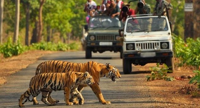Corbett Jeep Safari