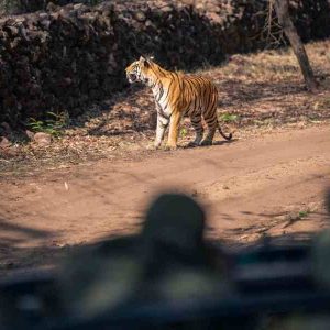 corbett national park jeep safari