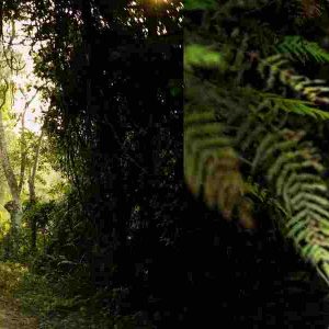 corbett safari packages