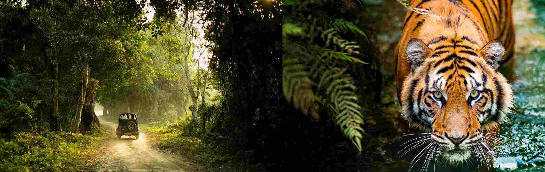 corbett safari packages