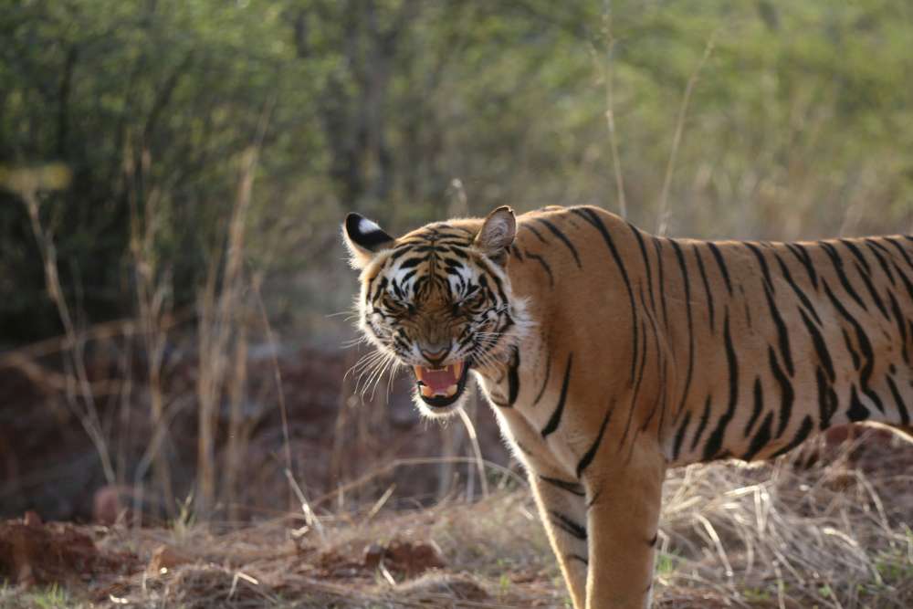 About Ranthambore Jeep Safari