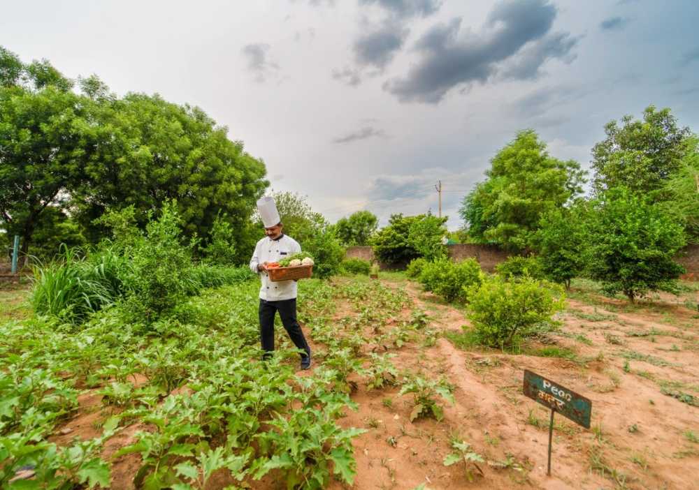 The-Pugmark-Resort-ranthambore-organic-farming
